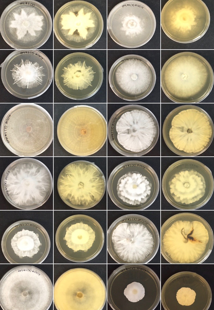 Fungal plates. Photo credits to Krystle
