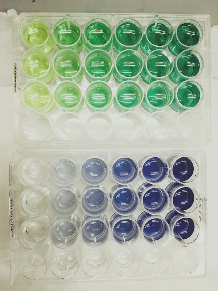 Antioxidant assays. Top: Ferric Reducing Antioxidant Power (FRAP) Bottom:Total Phenolic Content (TPC) Photo credits to Selina