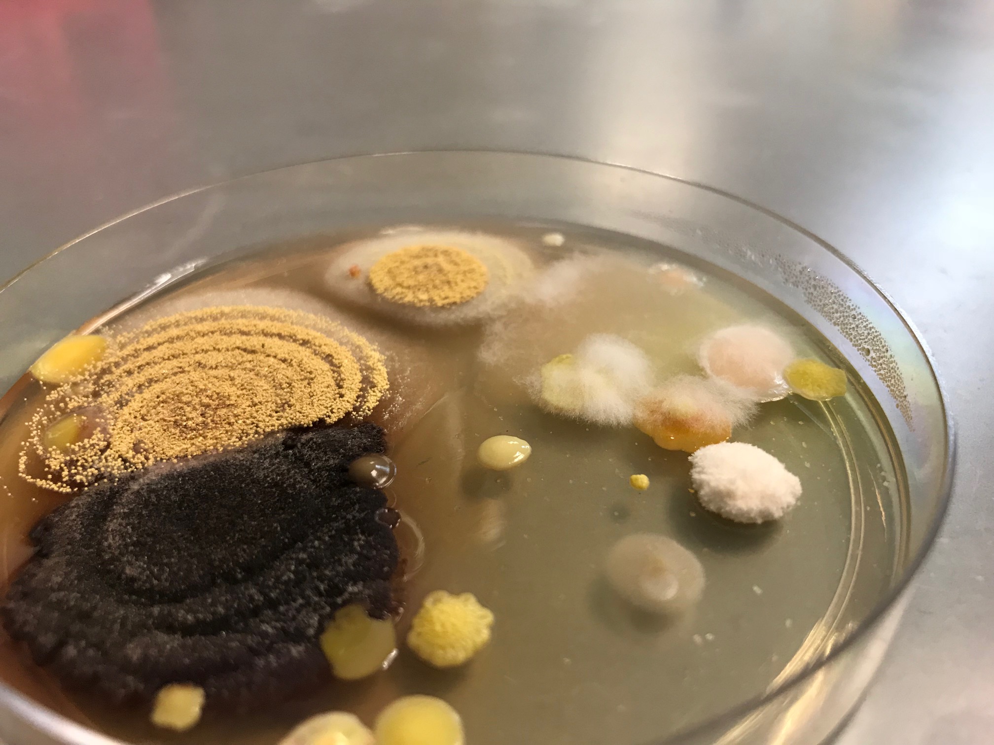 Airborne bacteria and fungi from microbiology lab. Photo credits to Calvin