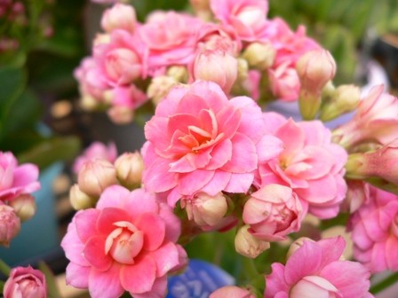 カランコエ カランディーバ フラワーアレンジメントスクール ショップ アトリエ リアン Atelierlien