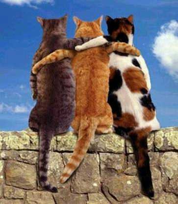 foto dal web