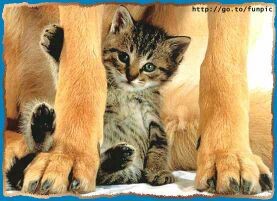 foto dal web