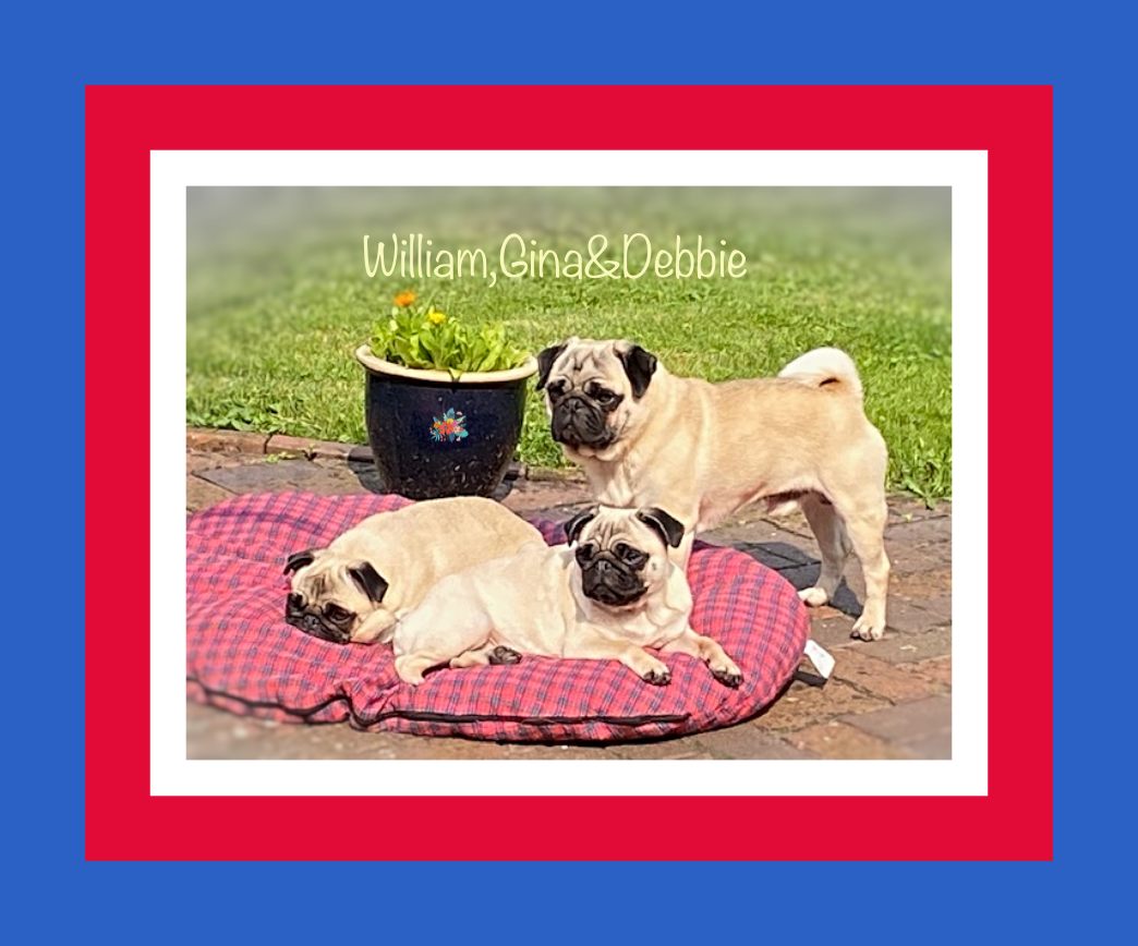 Mops Mopswelpen Mopszucht Mopszüchter Mops Kaufen Freiatmender Mops