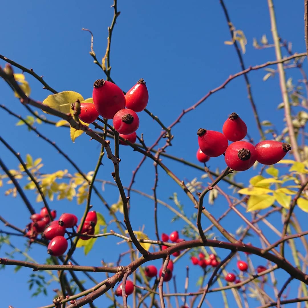 Rosehip, Autumn