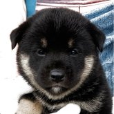柴犬ブリーダーの長崎ドッグランド！可愛い仔犬を卸価格にて販売