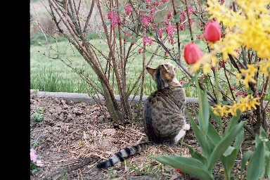 Unsere Katze Mucki