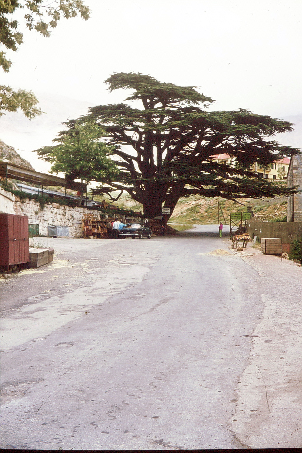 Die Zedern im Libanon