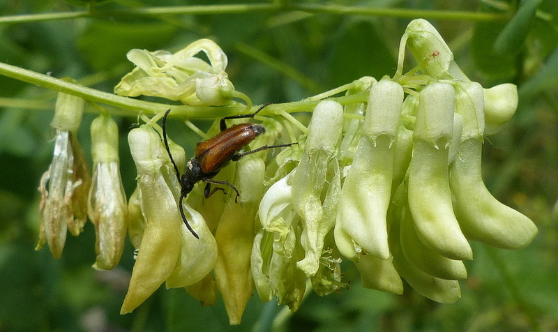 Erbsen-Wicke / Vicia pisiformis / Fully 29.5.2022