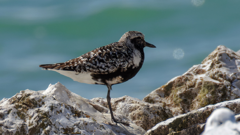 Kiebitzregenpfeifer Fanel 29. August 2025