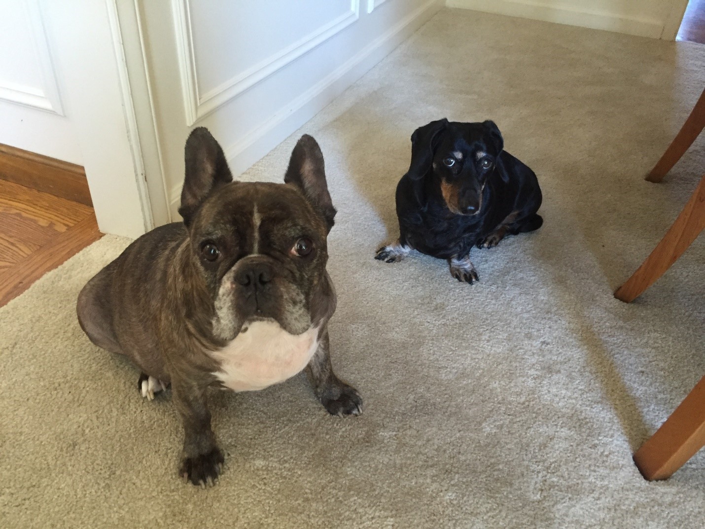 Butch and Spike love being in their home. Did you say food?