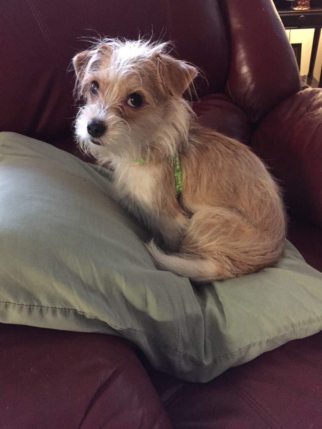 This little terrier was a foster pup, adopted by a friend…I get to continue with Beau's care.