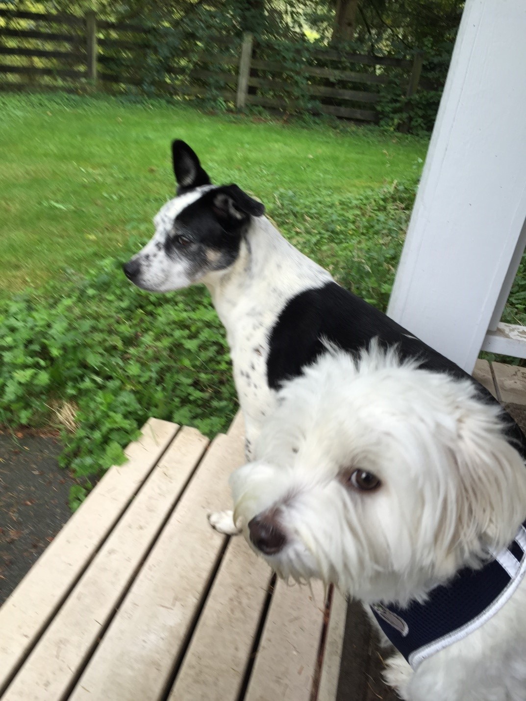Just sitting on the front porch, staring down the road..