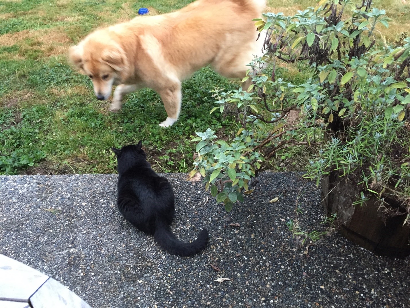 And teasing their cat, Pippin, let's play!