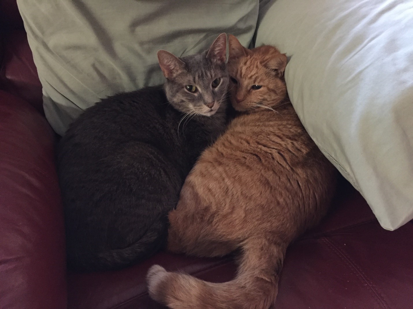 My cats..