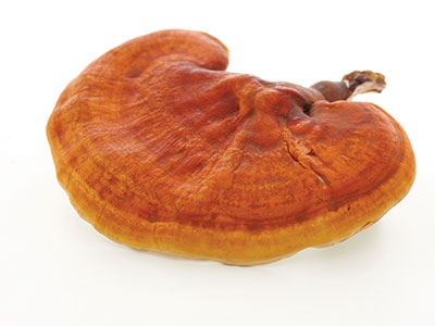 Reishi Vitalpilz für Hunde, Katzen und Pferde zur Unterstützung von Immunsystem und Haut