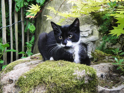 Auf dem Bild siehst Du einen Kater auf der Lauer bei der Jagd. Für den Fall einer nicht so erfolgreichen Jagd, bietet Anifit sechs verschiedene Gerichte für Katzen mit einem breiten Angebot an Nährstoffen und viel Abwechslung.