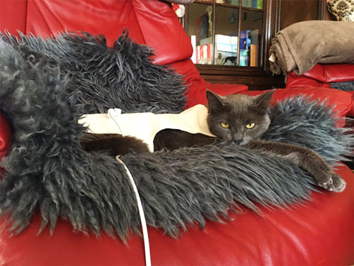 Bioresonanz Heimtherapie mit dem Bioresonanzgerät "Rayocomp PS 10 basic" bei Kater Miro