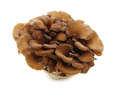 Hier siehst Du den Maitake Pilz. Maitake ist ein wichtiger Bestandteil der Mykotherapie und bietet zahlreiche gesundheitliche Vorteile für Hunde, Katzen und Pferde. Maitake Extrakt Pulver Kapseln tragen zu einer gesunden Ernährung für Mensch und Tier bei.