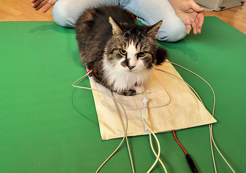 Katze ist angeschlossen an der EKG basierten Bioresonanz Analyse. Analysiert werden die Ursachen, die den Organismus der Katze belasten. Im Anschluss kann eine Bioresonanz Therapie, in Kombination mit naturheilkundlichen Mitteln, durchgeführt werden.