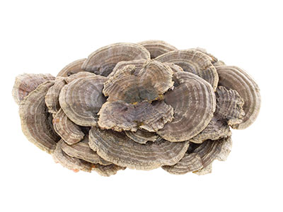 Hier siehst Du den Coriolus Pilz. Coriolus ist ein wichtiger Bestandteil der Mykotherapie und bietet zahlreiche gesundheitliche Vorteile für Hunde, Katzen & Pferde. Coriolus Extrakt Kapseln tragen zu einer gesunden Ernährung für Mensch & Tier bei.