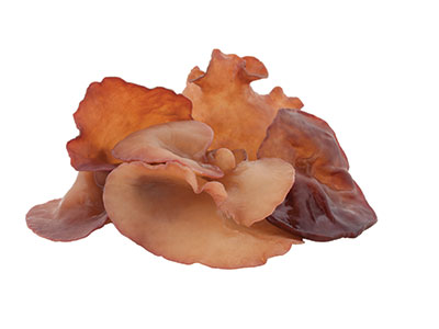 Hier siehst Du den Auricularia Pilz. Bei Pferden wird dieser Pilz bei Hufrehe, Cauda equina und bei Spondylosen eingesetzt. Auricularia Pulver Extrakt Kapseln tragen zu einer natürlichen Ernährung bei.