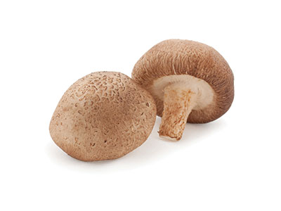 Hier siehst Du den Shiitake Pilz. Shiitake wird bei Immunschwäche eingesetzt. Shiitake wird angewendet bei Infektionen. Shiitake Extrakt Pulver Kapseln unterstützen eine natürliche Ernährung bei Mensch und Tier. Shiitake ist ein hervorragender Speisepilz.