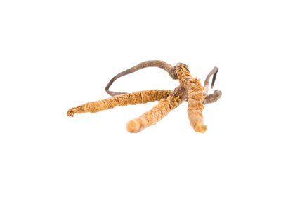 Hier siehst Du den Cordyceps Pilz. Cordyceps wird bei Nierenerkrankungen, Borreliose und Arthrosen eingesetzt. Cordyceps Pulver Extrakt Kapseln unterstützen eine natürliche Ernährung bei Mensch und Tier.
