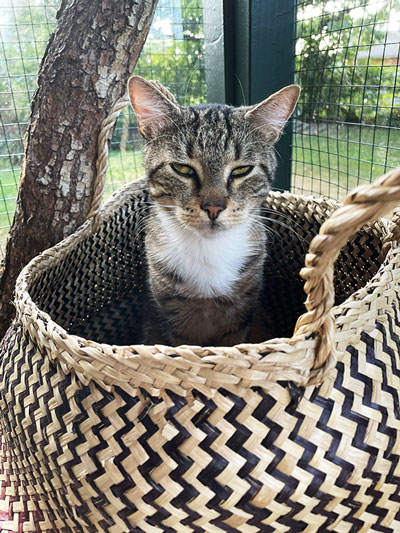 Auf dem Bild siehst Du eine müde Katze durch einen Defizit an Nähstoffen. Anifit Gerichte unterstützen Deine Katze um alle Nährstoffe zu erhalten, die es für ein gesundes Wachstum und ein Leben voller Aktivität benötigt.