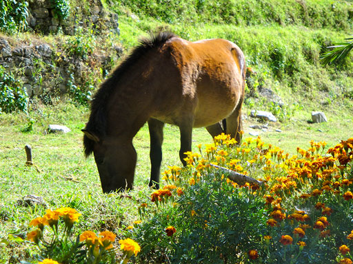 Auf den Almwiesen in Bhutan sind die Böden sehr nährstoffreich. Hier erhalten Pferde alle notwendigen Vitamine, Mineralien und Spurenelemente aus dem Grundfutter. Einer Mangelversorgung unserer hiesigen Pferde kann mit DuoFerm Produkten vorgebeugt werden.