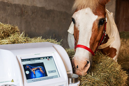 Bioresonanz Analyse und Therapie bei einem Pferd mit dem Scansystem des Rayocomp PS 1000 polar 4.0 VET. Behandelt werden Allergien, Stoffwechselstörungen, Erkrankungen der Haut, des Verdauungssystems, des Atmungssystems, des Bewegungsapparates.