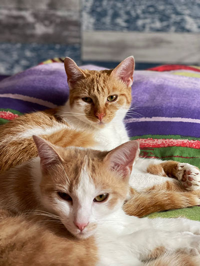 Zwei ausgewachsene Katzen, die das frische Katzenfutter von Anifit lieben. Saftiges Futter mit Fleisch vom Rind, der Pute, dem Lamm oder vom Huhn sorgen für eine Geschmacksvielfalt bei deiner Katze. Ohne Zucker und ohne Getreide sollte das Futter sein.