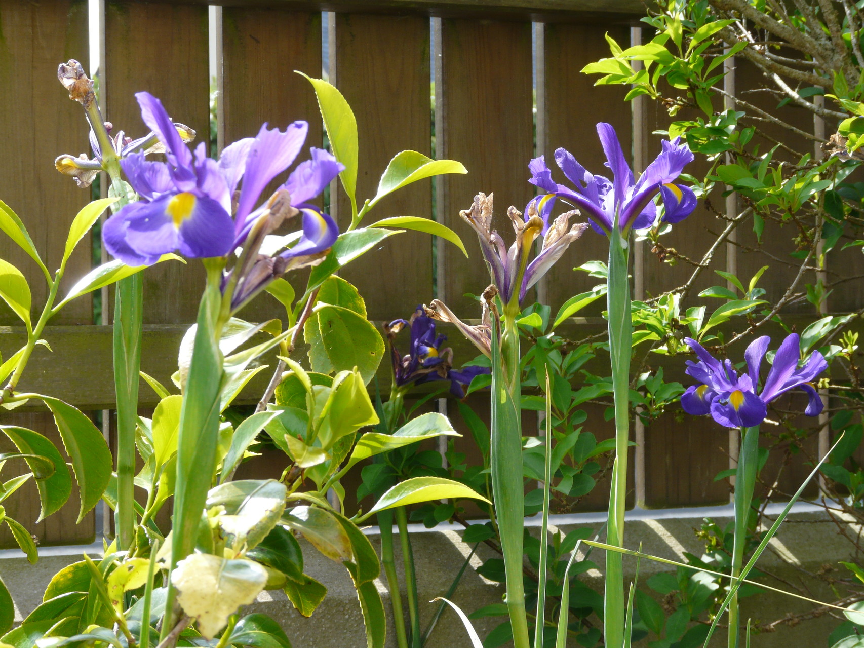 Les iris sous le soleil