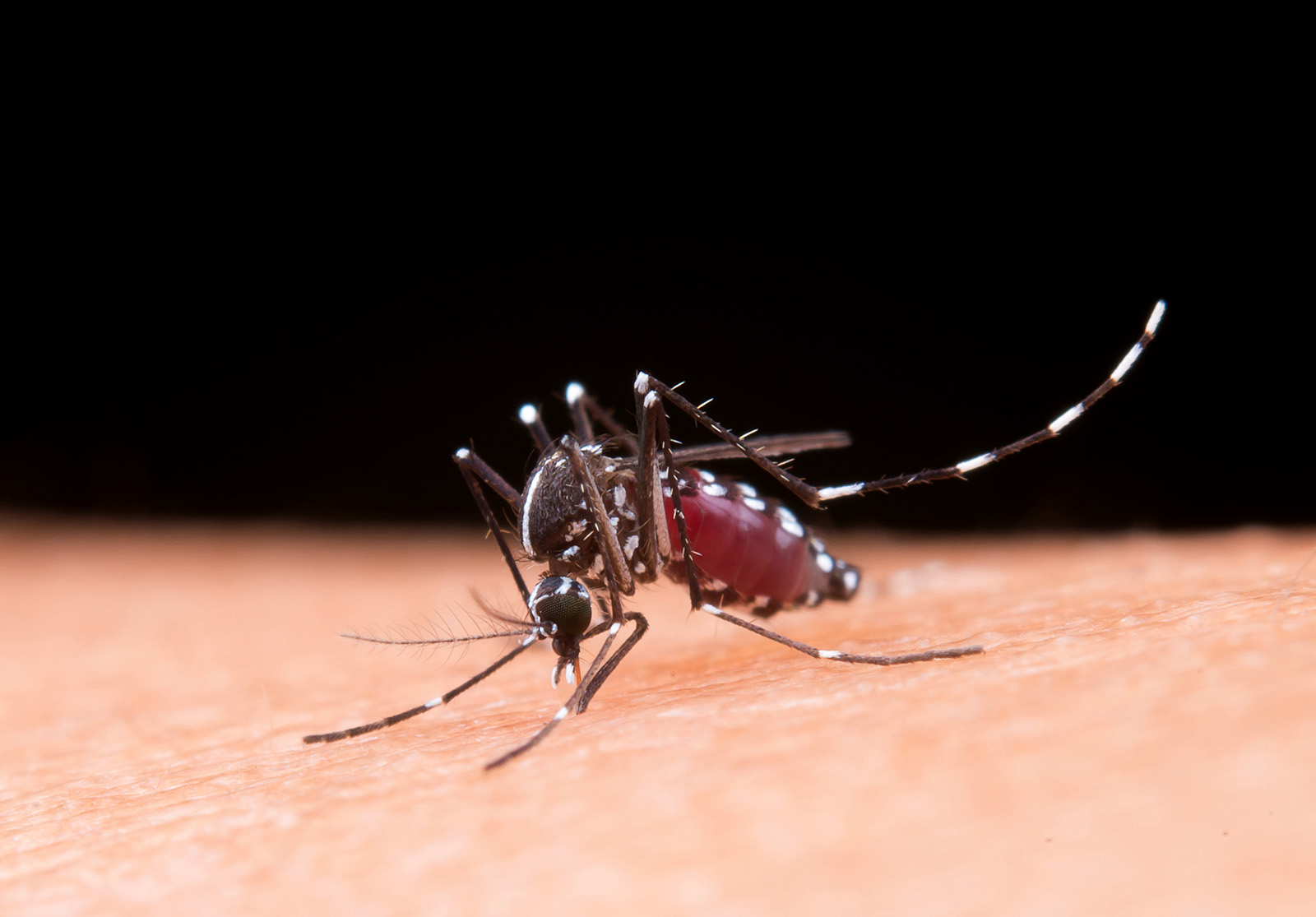 El dengue aumenta en N.L.