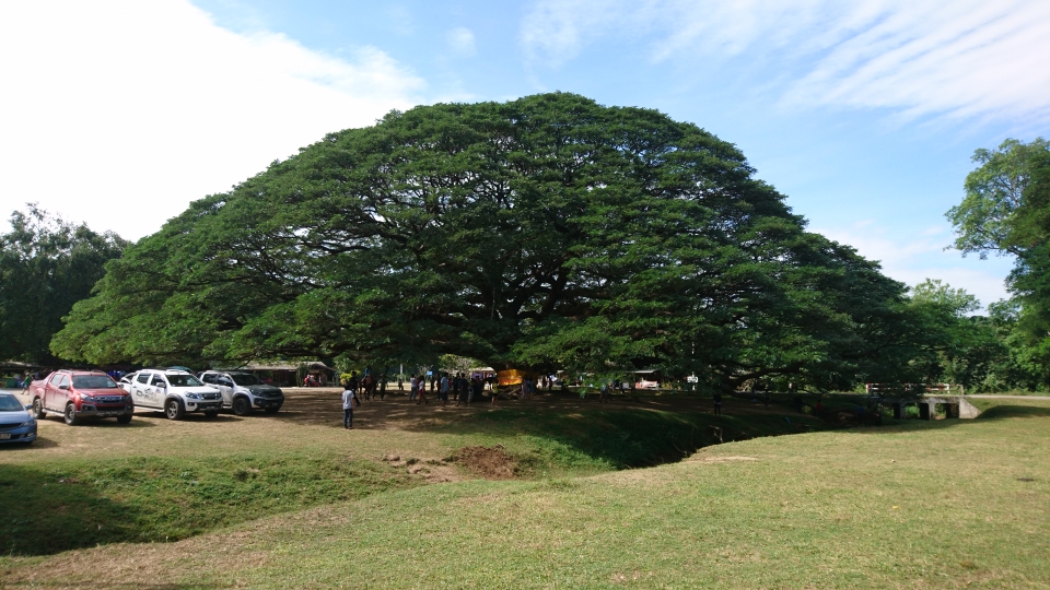 Baum