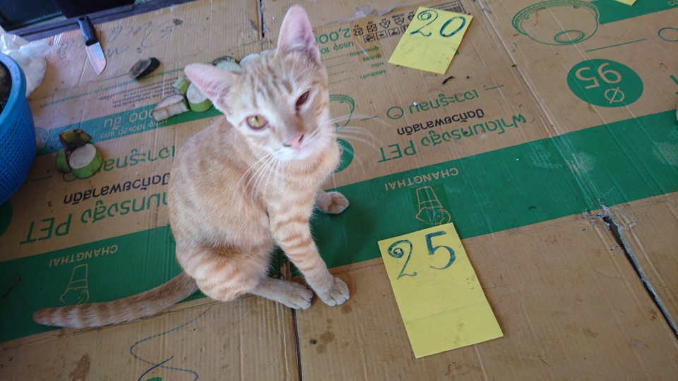 Die Katze saß nur zufällig neben dem Preisschild