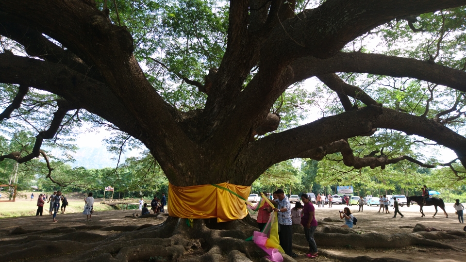 Der Baum gilt natürlich als Heiligtum