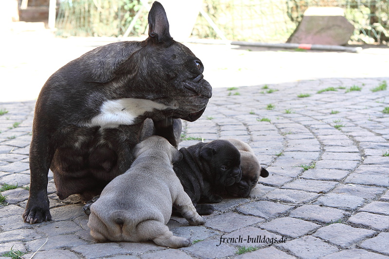 Mama Suri immer in der Nähe