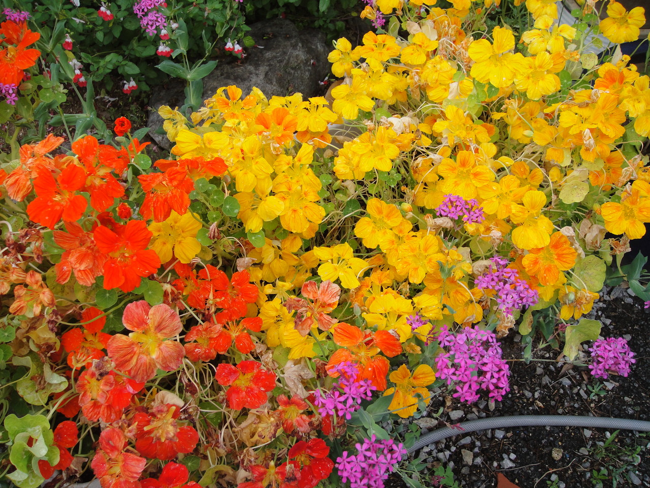 先日ナスタチウムの花を、生春巻きに入れて巻くと、薄く透き通って綺麗で、美味しそう。素敵でした。