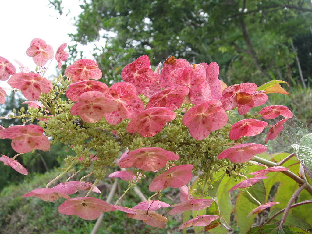 背景の山と、う、ん～素敵