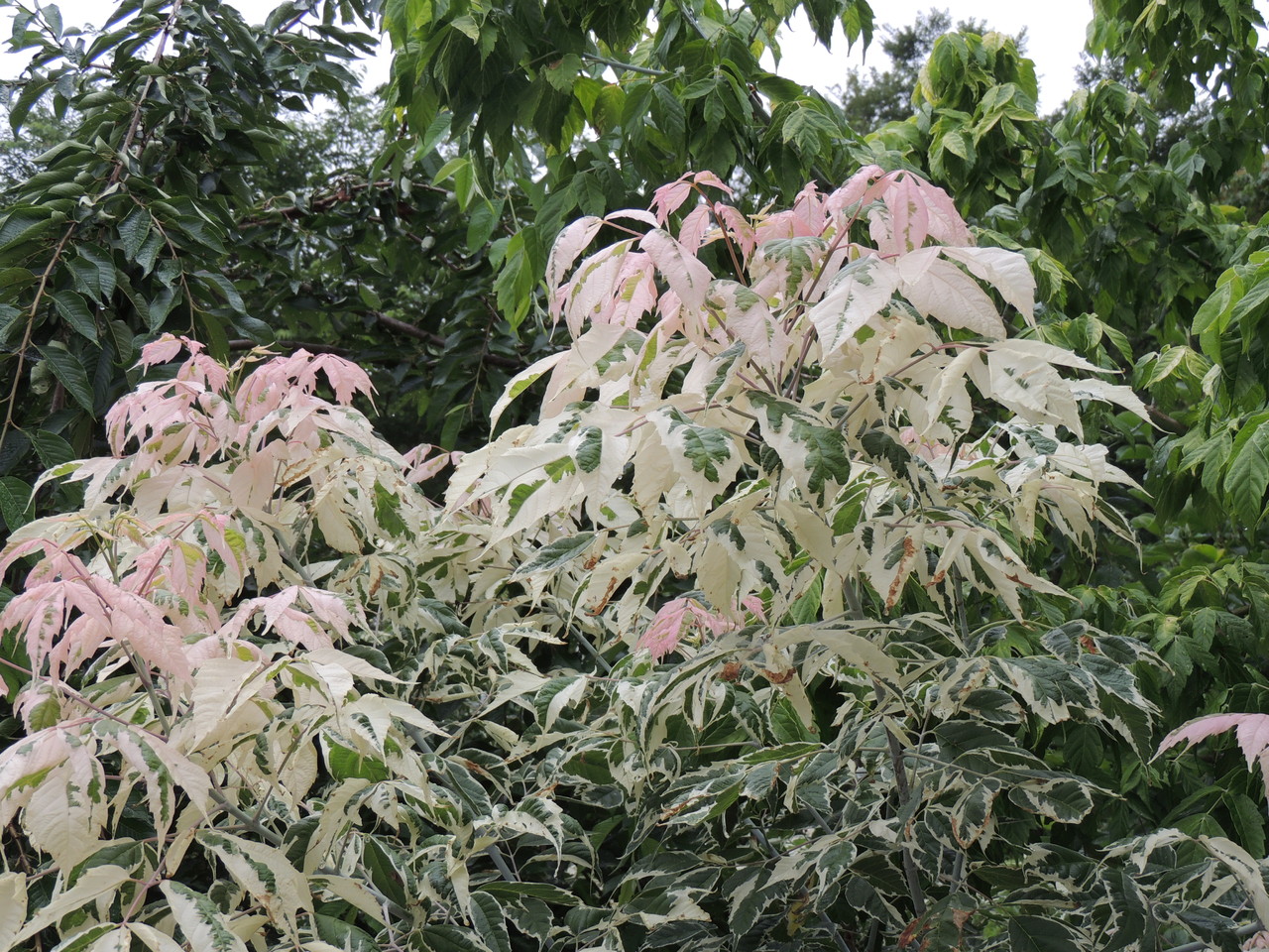 楓の新芽なんて優しい色なんでしょうね