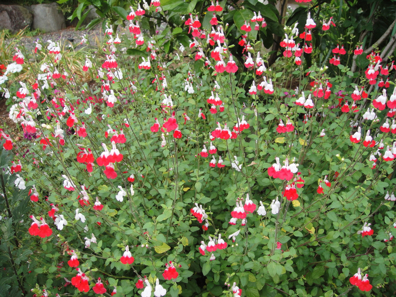 目の覚めるようなチェリー紅白の花、花も葉も甘くすばら­しい香り、朝からうっとりしちゃいました。