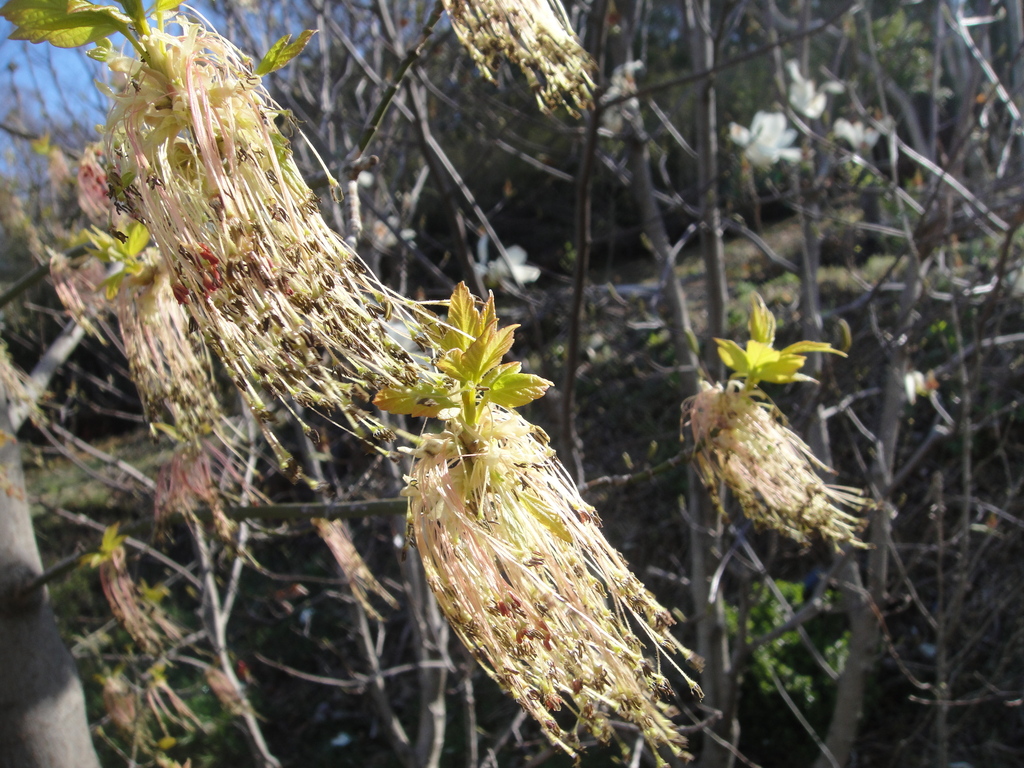 ネグンドカエデ：ケリーズゴールドの花その後４月１２日撮影