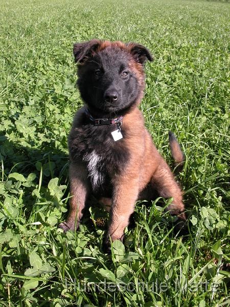 In der Hundeschule Matte werden Welpen im Alter von 10 bis 16 Wochen in Welpengruppen spielerisch auf das Leben vorbereitet.