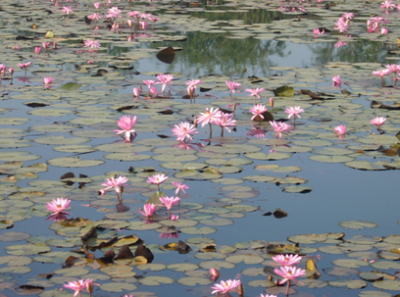 Lotus flower seen everywhere in India