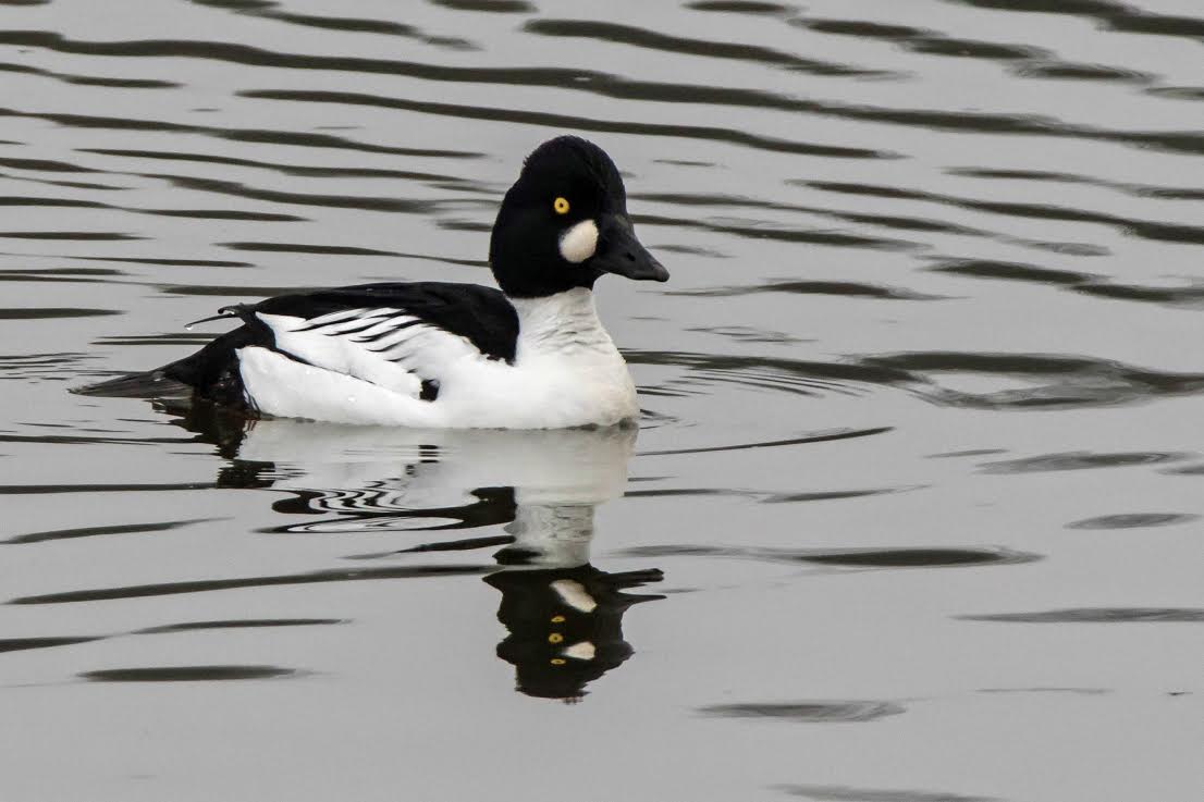 Garrot à oeil d'or (Bucephala clangula) hivernant et migrateur (Photo Marc Mortuaire)