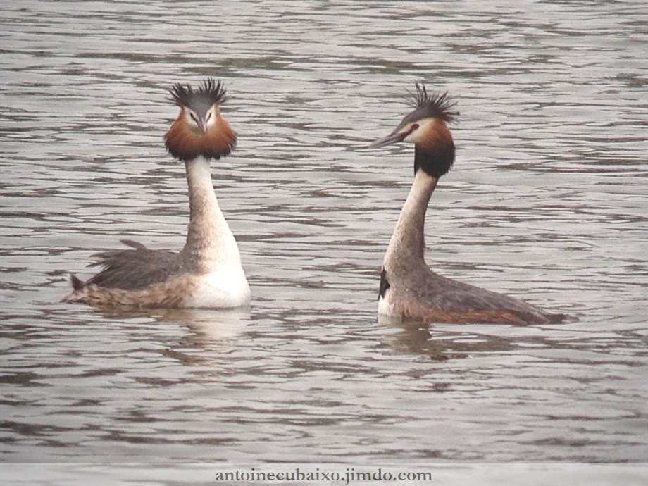 Grèbe huppé (Podiceps cristatus)
