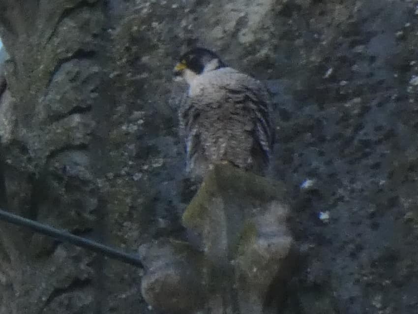 Faucon pèlerin (Falco peregrinus) 08 avril 2021 (Clovis)