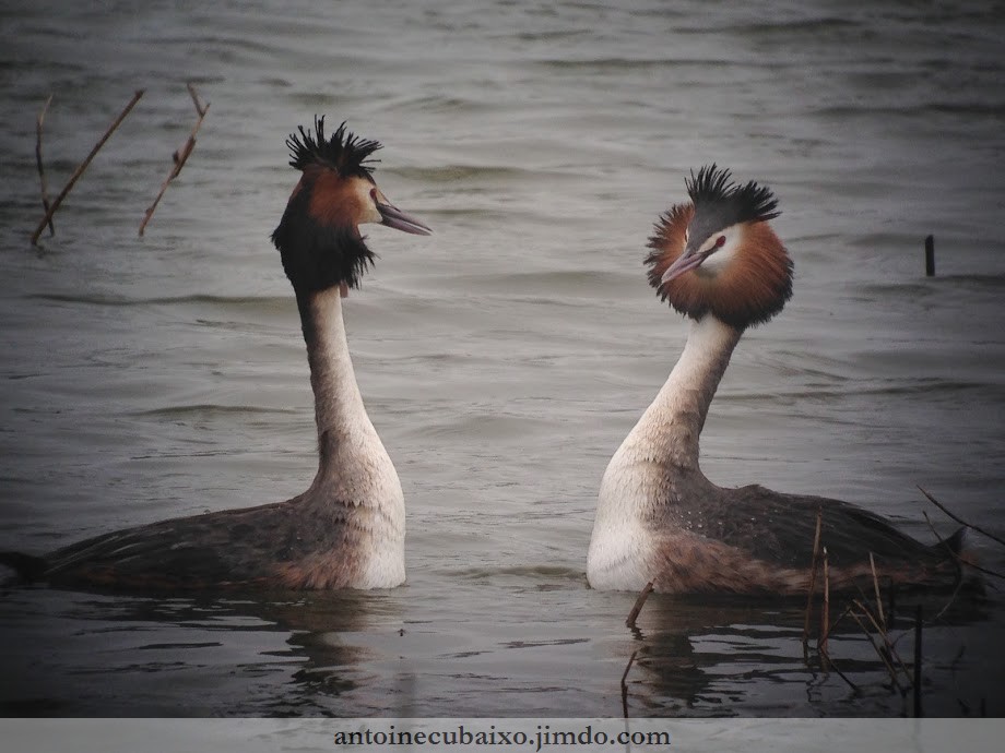 Grèbe huppé (Podiceps cristatus)