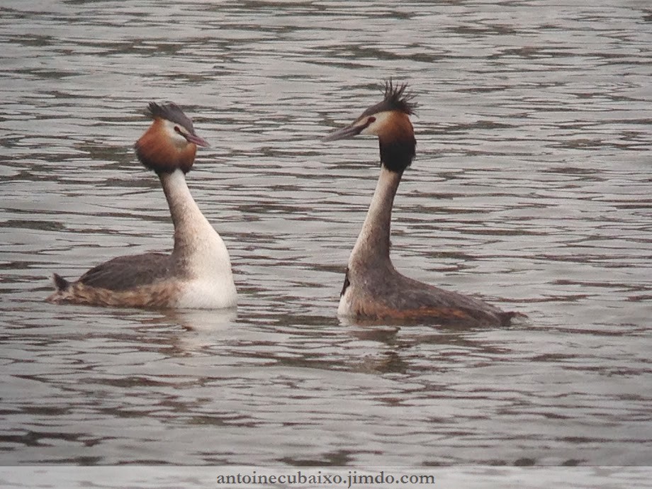 Grèbe huppé (Podiceps cristatus)