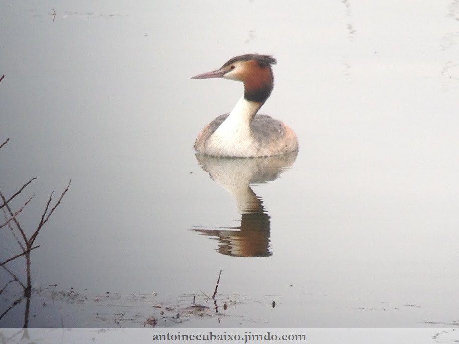 Grèbe huppé (Podiceps cristatus)